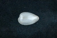 藏品(臺灣穀米螺)的圖片